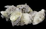 Calcite Crystal Clusters on Galena Matrix - Missouri #43842-1
